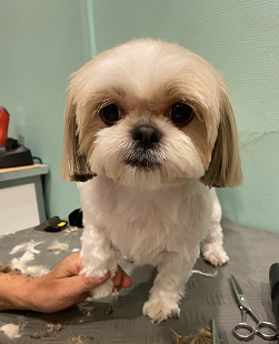 Shih Tzu mit frischem Schnitt