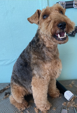 Airedale Terrier auf dem Schertisch
