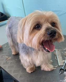 Yorkshire Terrier nach der Pflege