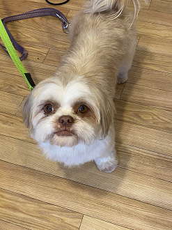 Shih Tzu mit langem Deckhaar