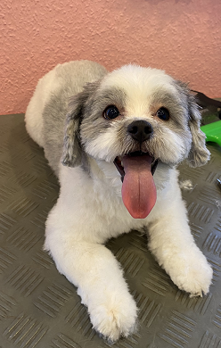 Shih-Tzu-Mix mit heraushängender Zunge, entspannt auf dem Schertisch liegend