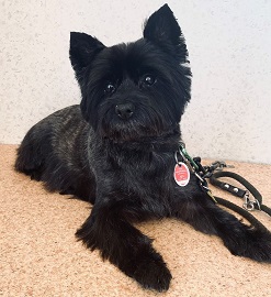 Schwarzer Terrier nach dem Trimmen